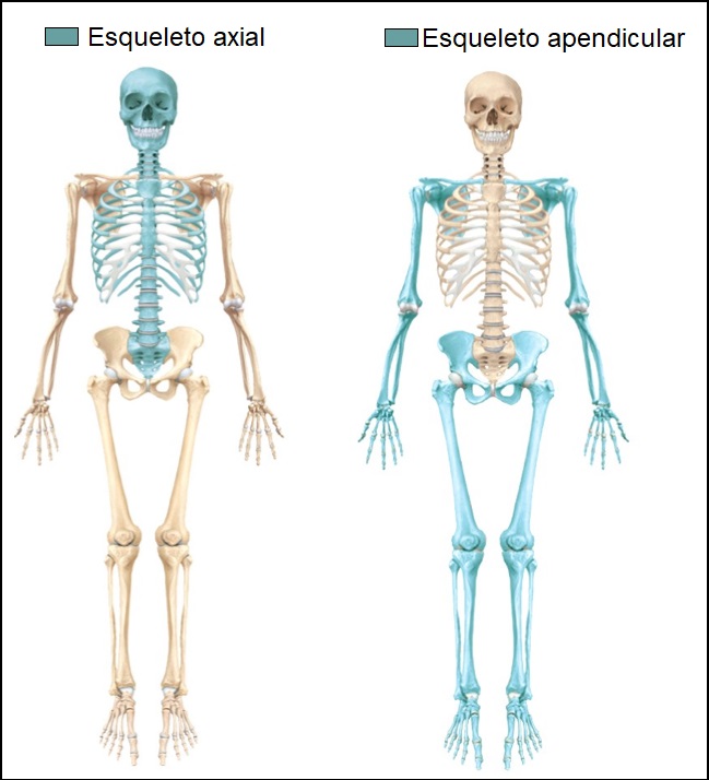 ESQUELETO HUMANO completo Anatomia, nomes dos ossos e