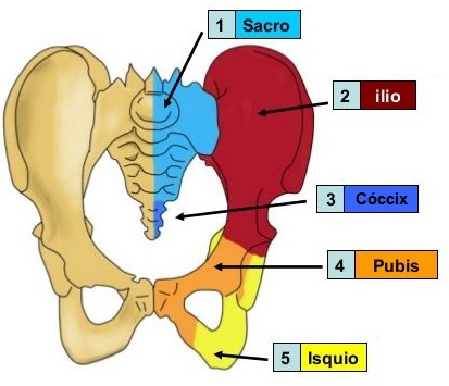 A Cintura Pélvica Da Anatomia Anca Humana Do Osso Ilustração do