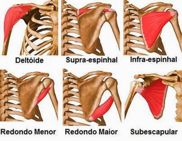 https://www.anatomiaemfoco.com.br/wp-content/uploads/2019/08/m%C3%BAsculos-omoplata-osso-e1565286623479.jpg